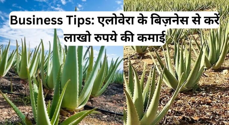 Business Tips: एलोवेरा के बिज़नेस से करें लाखो रुपये की कमाई, पढ़िए इस बिज़नेस के बारे में